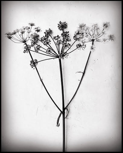 Botanicals Collection By Heather Johnston - Parliament Interiors
