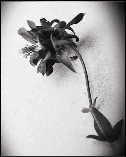 Botanicals Collection By Heather Johnston - Parliament Interiors