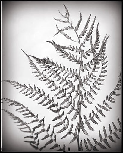 Botanicals Collection By Heather Johnston - Parliament Interiors